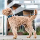 Lifestyle-Urban Explorer Collar_1.webp