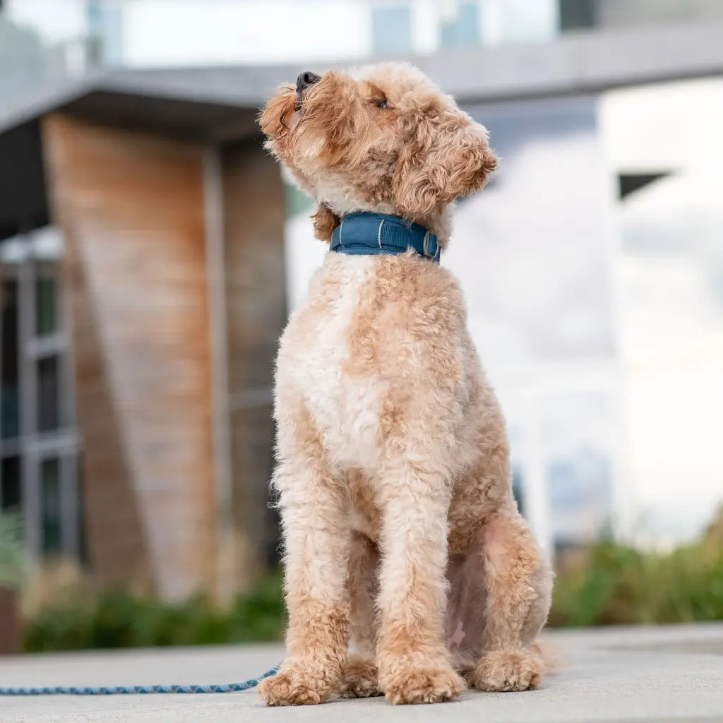 Lifestyle-Urban Explorer Collar_5.webp