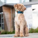 Lifestyle-Urban Explorer Collar_5.webp