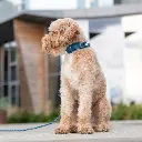 Lifestyle-Urban Explorer Collar_7.webp
