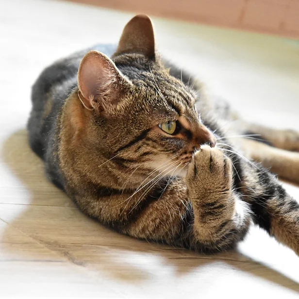 Individuele begeleiding